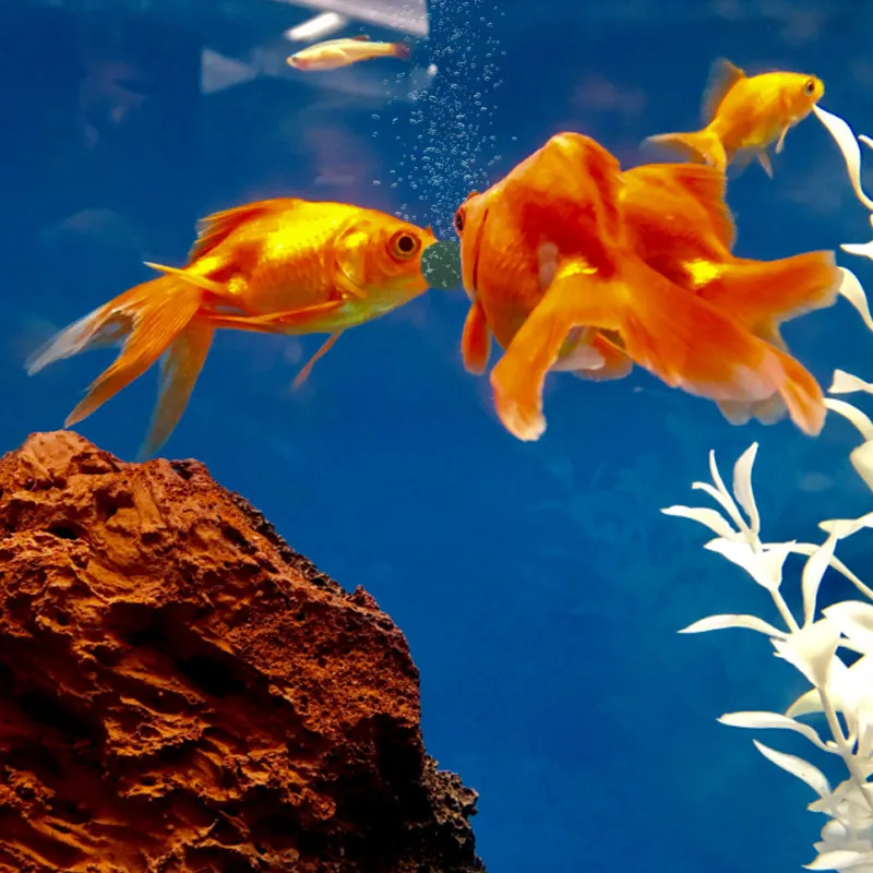 100pcs 고순도 스피루리나 정제 나선형 해초 농축  - Aquarium Fish Holiday Food 리뷰 및 가격