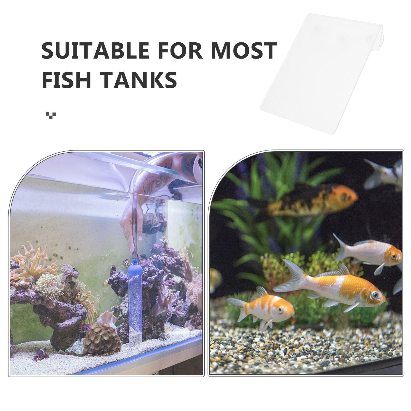 탈부착 가능한 어류 번식용 경량 아크릴 흡착판 디자인, - Aquarium Fish Discus 리뷰 및 가격