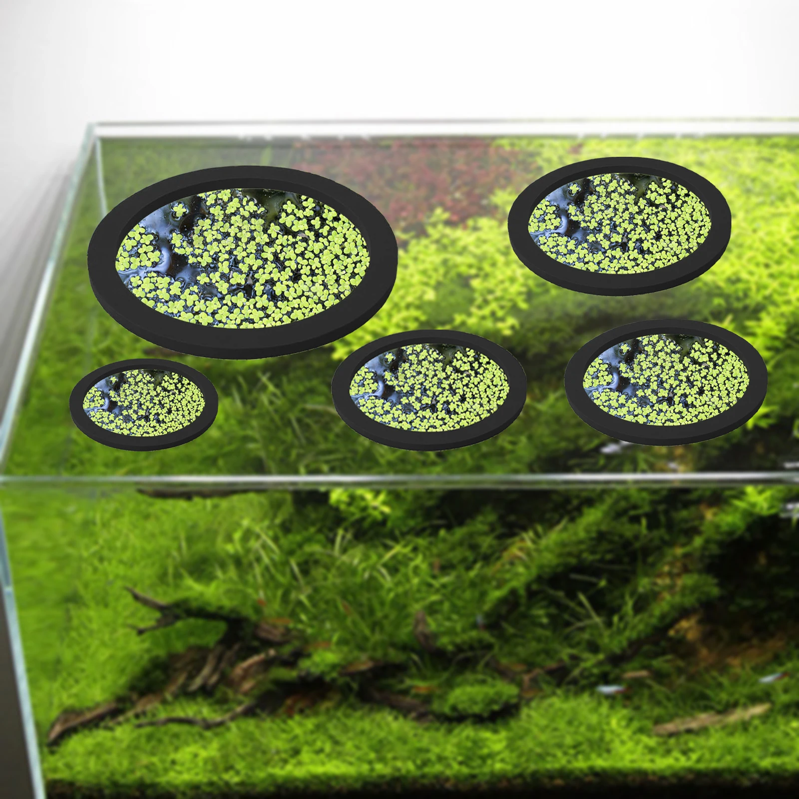 EVA 물고기 먹이 고리 수족관 플로팅 식물, 코랄 어 - Aquarium Fish Types 리뷰 및 가격